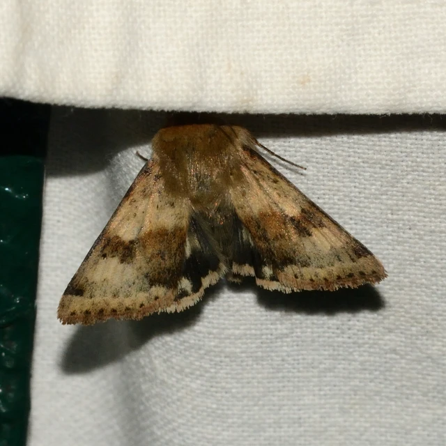 Heliothis viriplaca - mácsonyabagoly