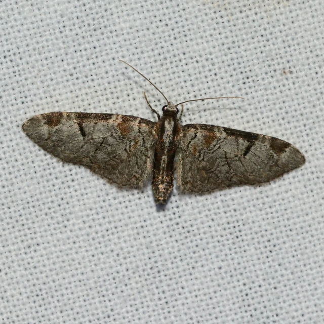 Eupithecia insigniata - hálózatos törpearaszoló