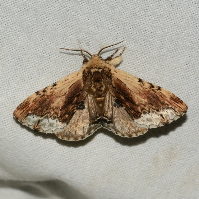 Ptilodon cucullina - csuklyás púposszövő