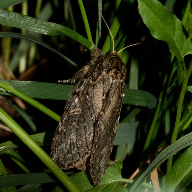 Peridea anceps - füstös púposszövő
