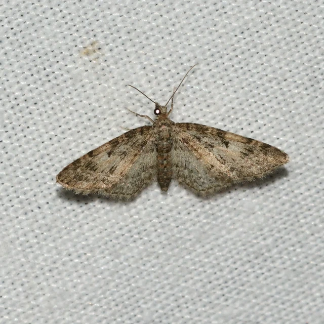Eupithecia dodoneata - tölgy-törpearaszoló