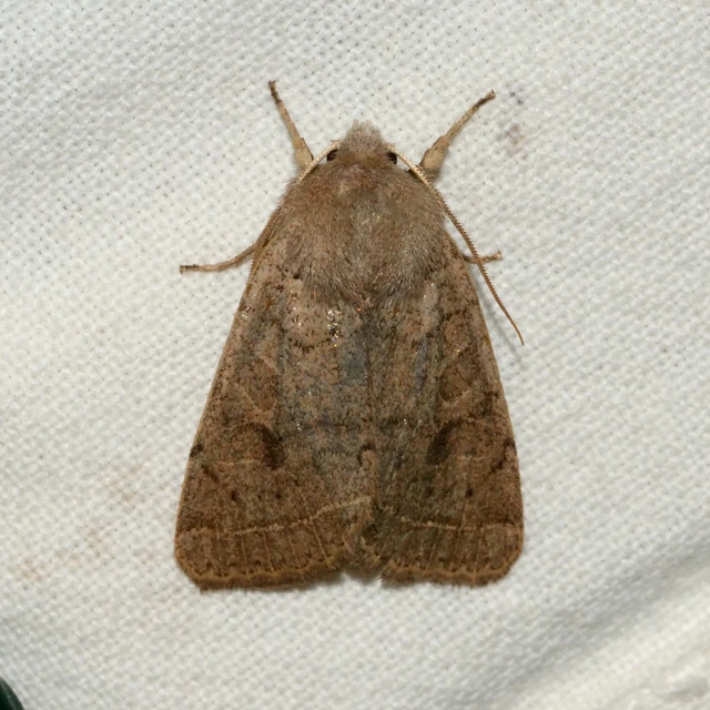 Orthosia cerasi - közepes barkabagoly