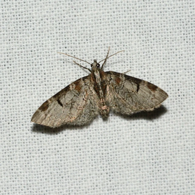 Eupithecia insigniata - hálózatos törpearaszoló