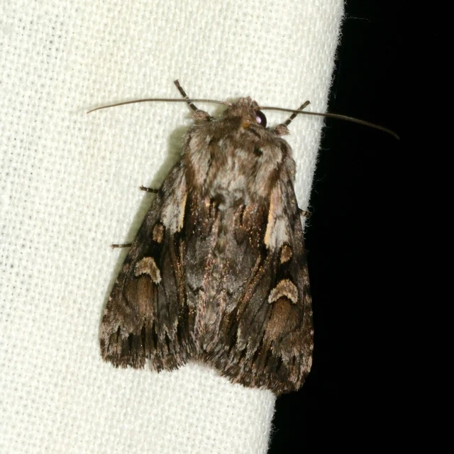 Chloantha hyperici - orbáncfű-sugarasbagoly