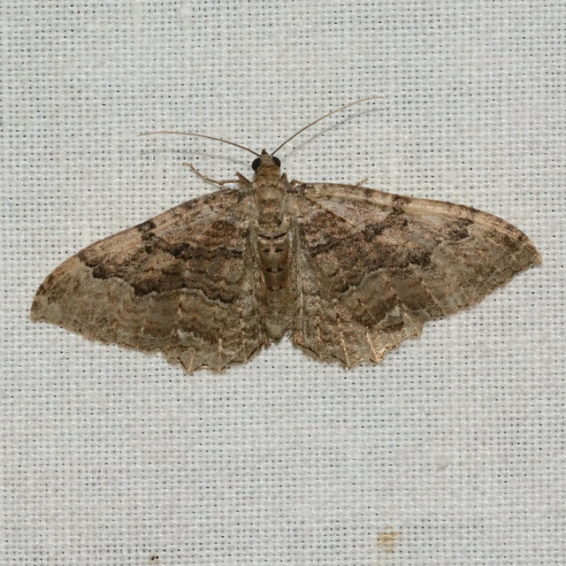 Hydria cervinalis - őzbarna araszoló