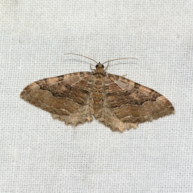 Hydria cervinalis - őzbarna araszoló