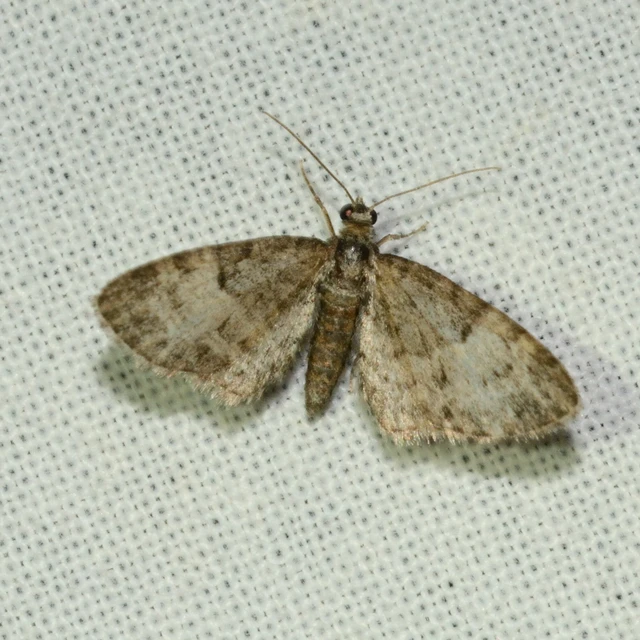 Eupithecia dodoneata - tölgy-törpearaszoló