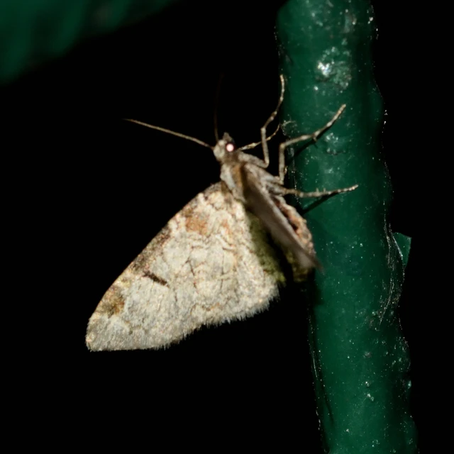 Eupithecia insigniata - hálózatos törpearaszoló