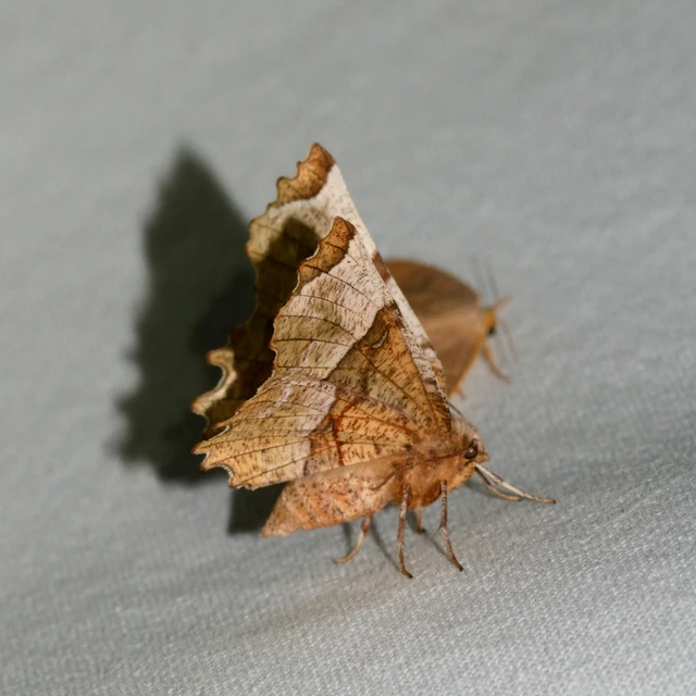 Selenia lunularia - egyfoltos holdasaraszoló