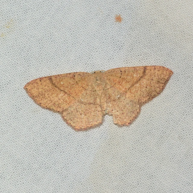 Cyclophora ruficiliaria - vörösrojtú pettyesaraszoló