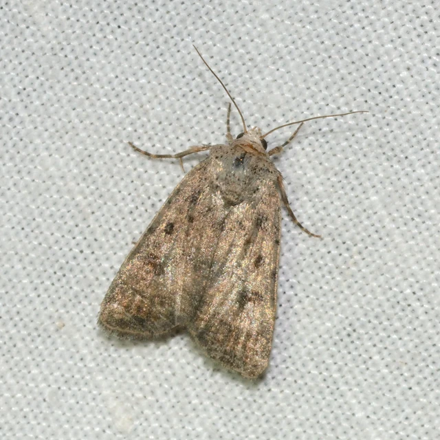 Paradrina clavipalpis - közönséges selymesbagoly