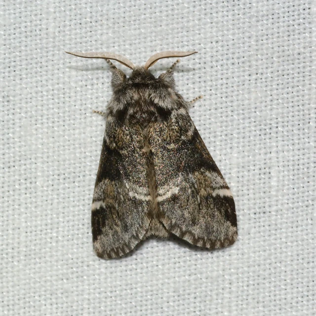 Drymonia dodonea - bélyeges púposszövő