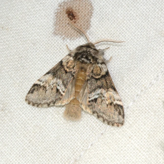 Drymonia dodonea - bélyeges púposszövő