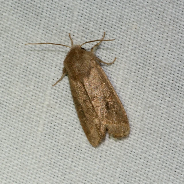 Orthosia cerasi - közepes barkabagoly