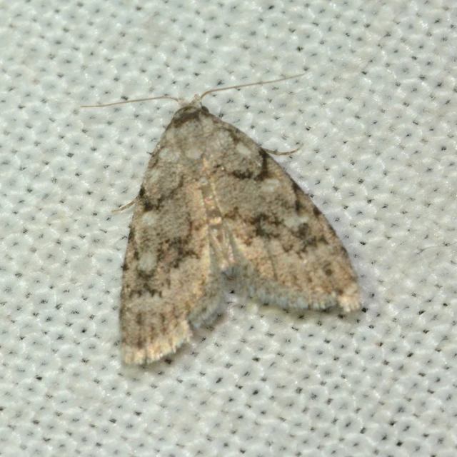 Nola cicatricalis - szürke pamacsosszövő