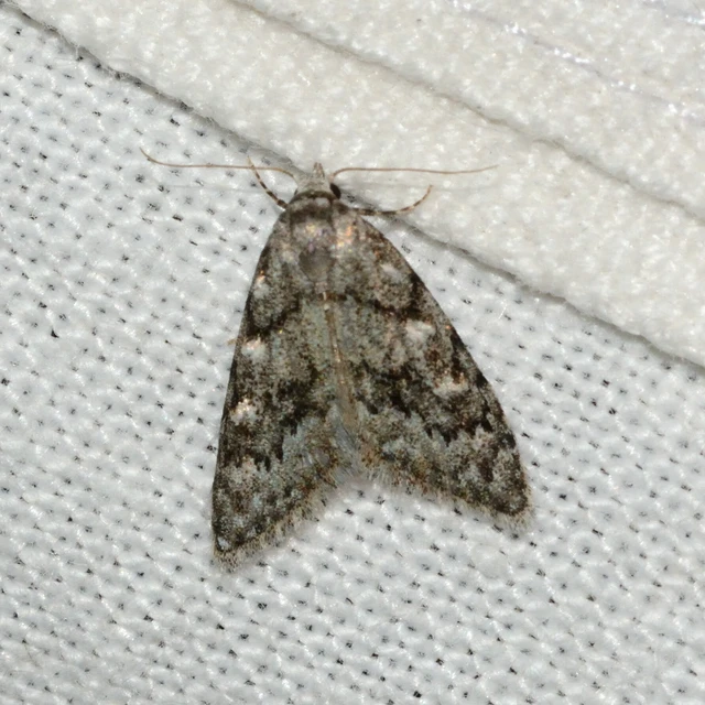 Nola cicatricalis - szürke pamacsosszövő