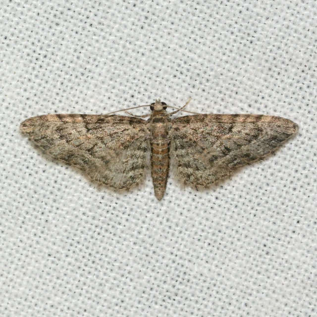 Eupithecia dodoneata - tölgy-törpearaszoló