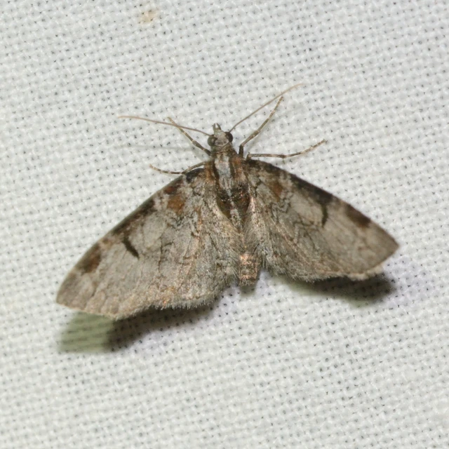 Eupithecia insigniata - hálózatos törpearaszoló