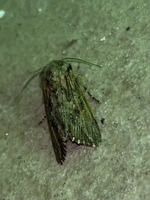 Egira conspicillaris - változékony szürkebagoly