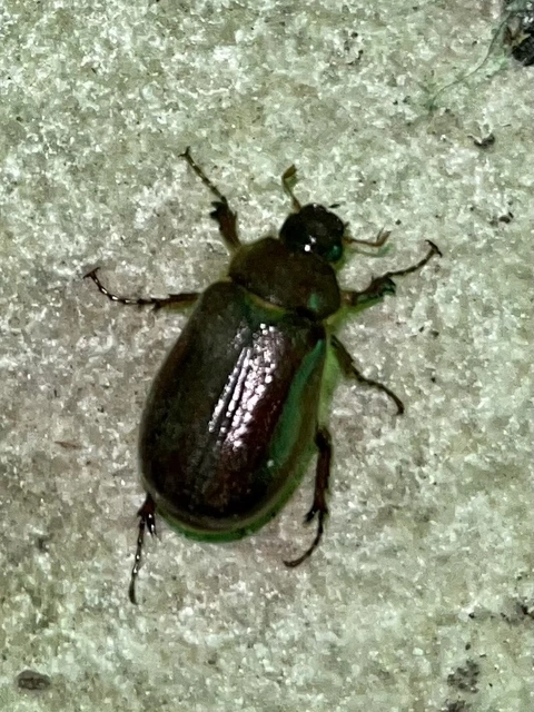 Holochelus vernus - tavaszi cserebogár