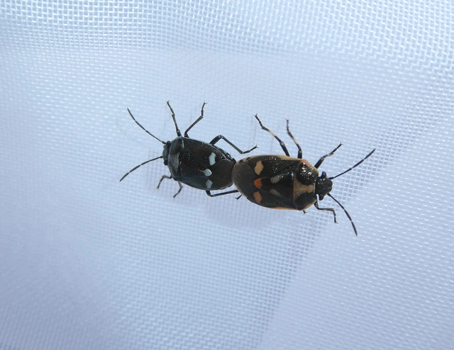 Eurydema oleracea - paréjpoloska Eurydema oleracea - paréjpoloska