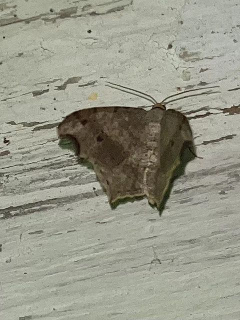 Macaria alternata - közönséges szürkearaszoló