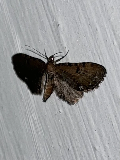 Eupithecia absinthiata - üröm-törpearaszoló