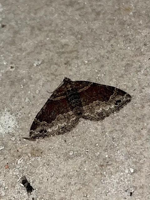Xanthorhoe ferrugata - kerti tarkaaraszoló