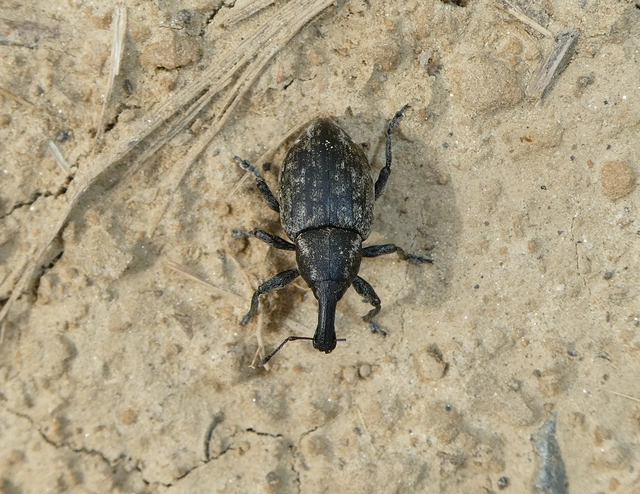 Lepyrus capucinus - pettyes fűzormányos