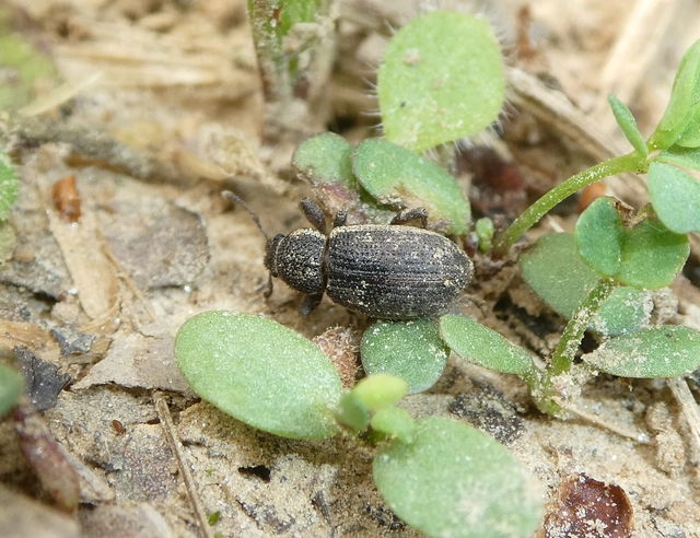 Mesagroicus obscurus - dülledtszemű libatopormányos