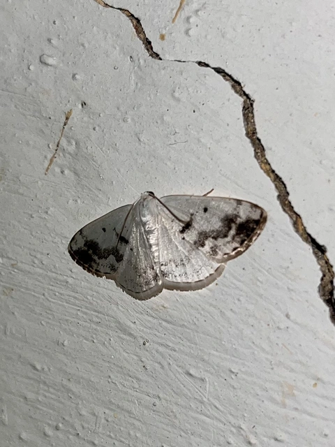 Lomographa temerata - foltos fehéraraszoló