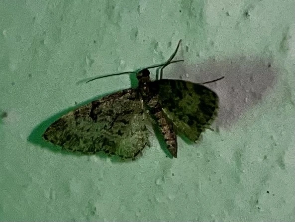 Eupithecia tantillaria - feketegyűrűs törpearaszoló