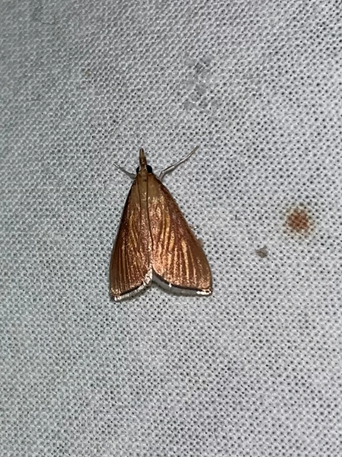 Nascia cilialis - sásrágó tűzmoly