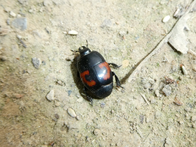 Hister quadrimaculatus - közönséges sutabogár
