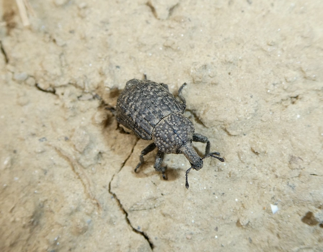 Minyops variolosus - nyugati bordásormányos