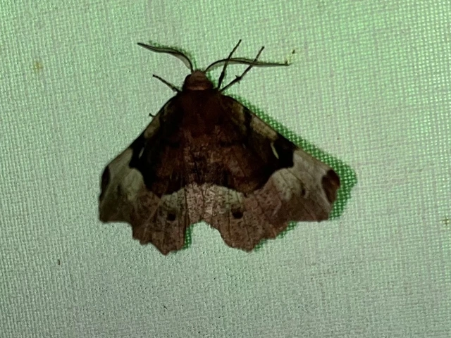 Selenia tetralunaria - négyfoltos holdasaraszoló