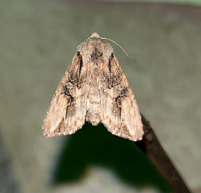 Egira conspicillaris - változékony szürkebagoly