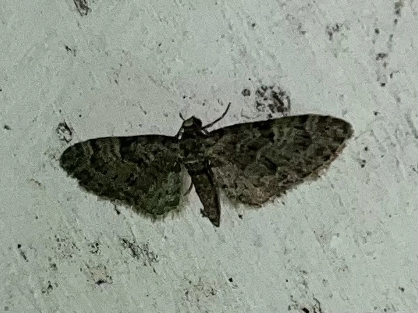 Eupithecia dodoneata - tölgy-törpearaszoló