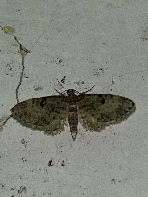 Eupithecia tantillaria - feketegyűrűs törpearaszoló
