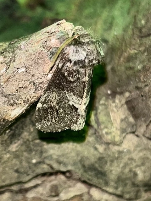 Drymonia dodonea - bélyeges púposszövő