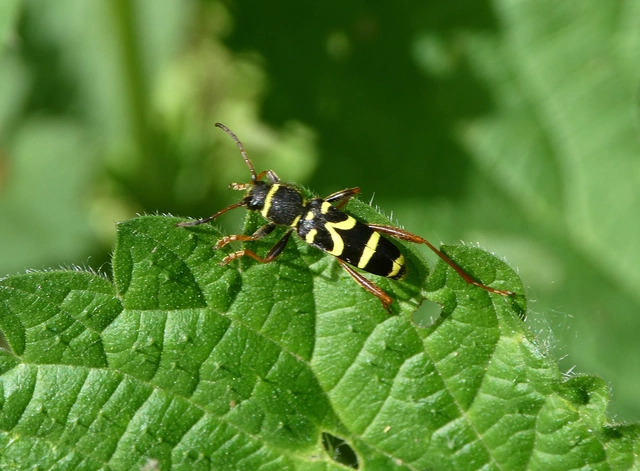 Clytus arietis - közönséges darázscincér