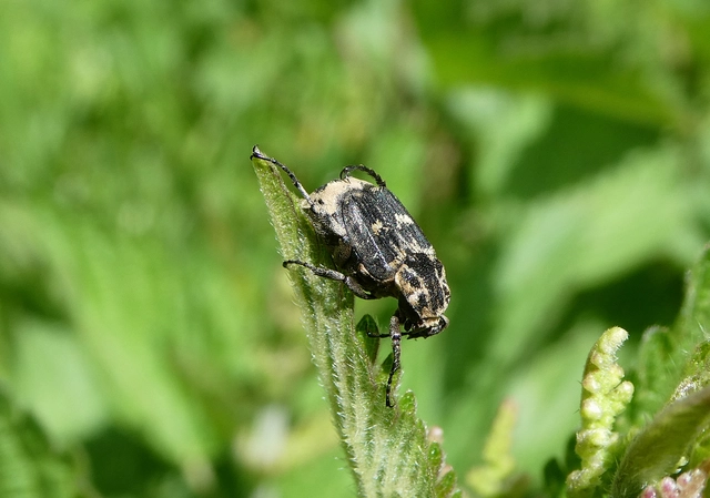 Valgus hemipterus - suta virágbogár