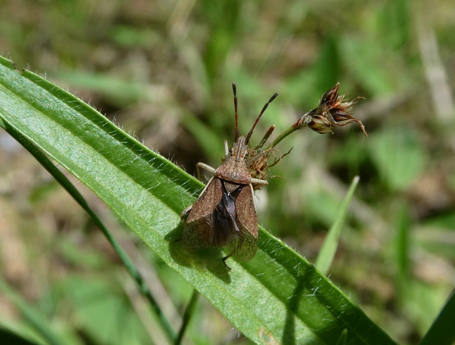 Ceraleptus lividus