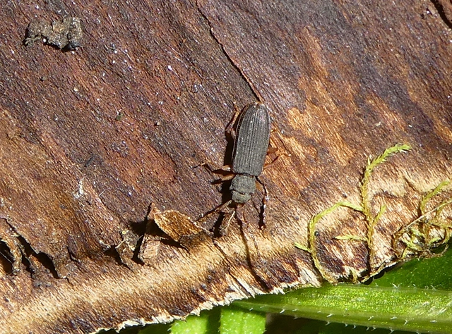 Uleiota planatus - hosszúcsápú fogasnyakú-lapbogár