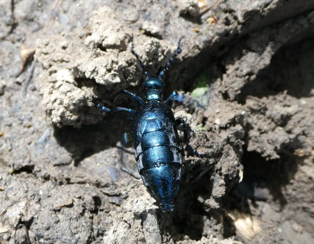 Meloe violaceus - kék nünüke
