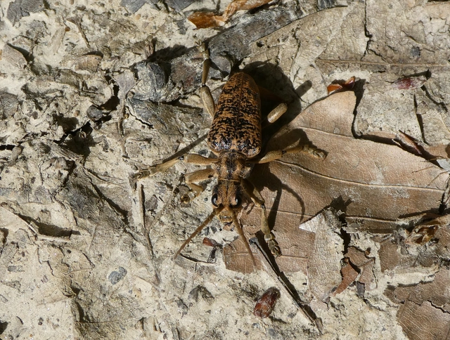 Rhagium sycophanta - tölgyes-tövisescincér