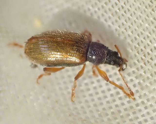 Phyllobius oblongus - közönséges levélormányos