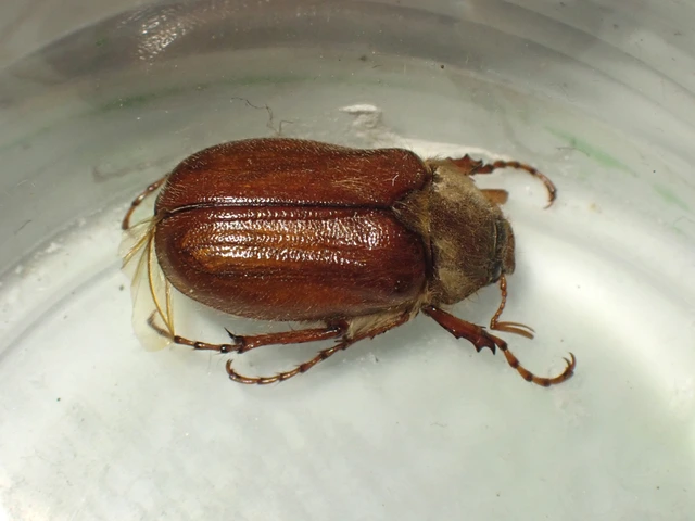 Holochelus vernus - tavaszi cserebogár
