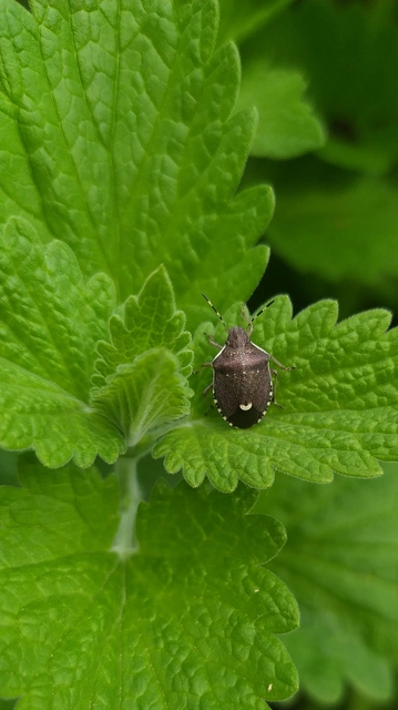 Holcostethus sphacelatus - holdas címerespoloska Holcostethus sphacelatus - holdas címerespoloska