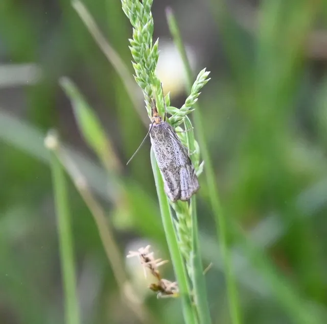 Thisanotia chrysonuchella - tavaszi fűgyökérmoly